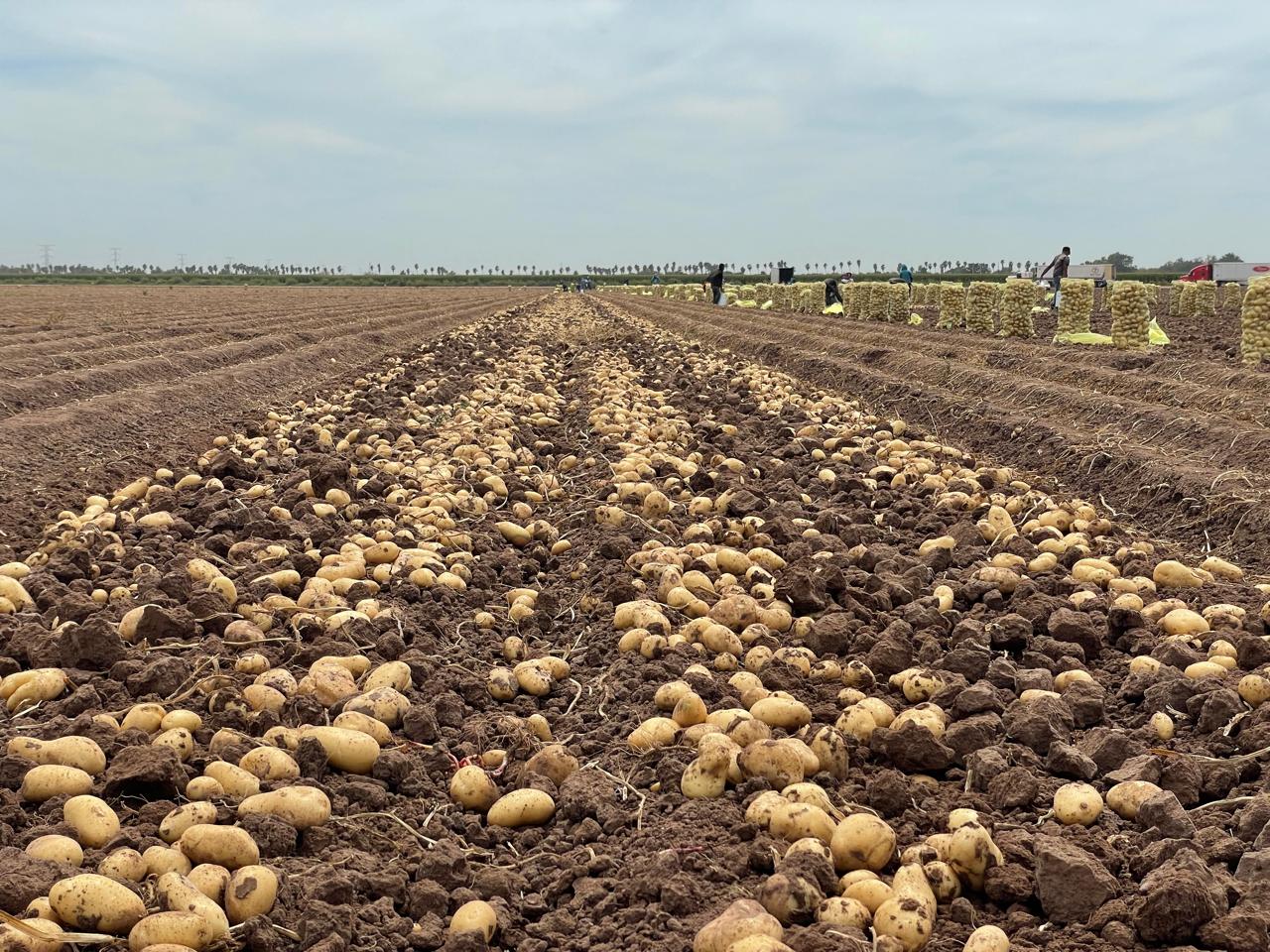 Tipos de semillas de papa y la mejor tierra para cultivarlas
