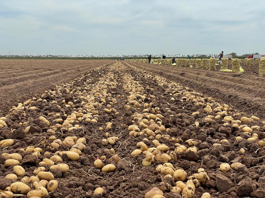 Tipos de semillas de papa y la mejor tierra para cultivarlas